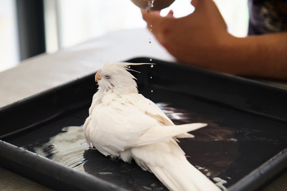 Bathing Methods for Parrots: Finding What Your Bird Loves